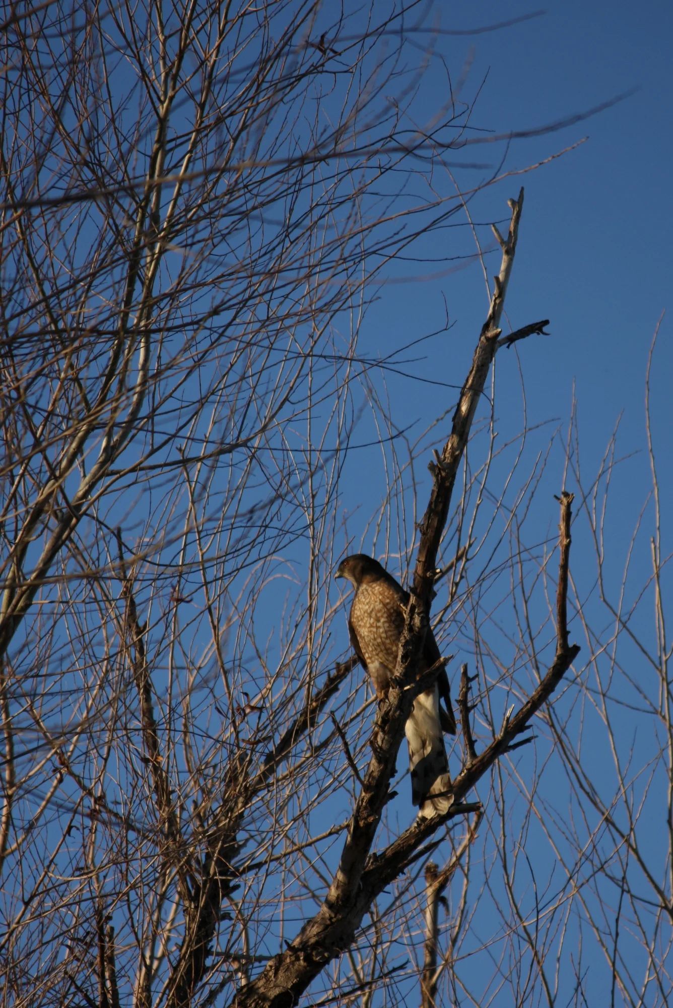  One hawk. Not sure what kind. 