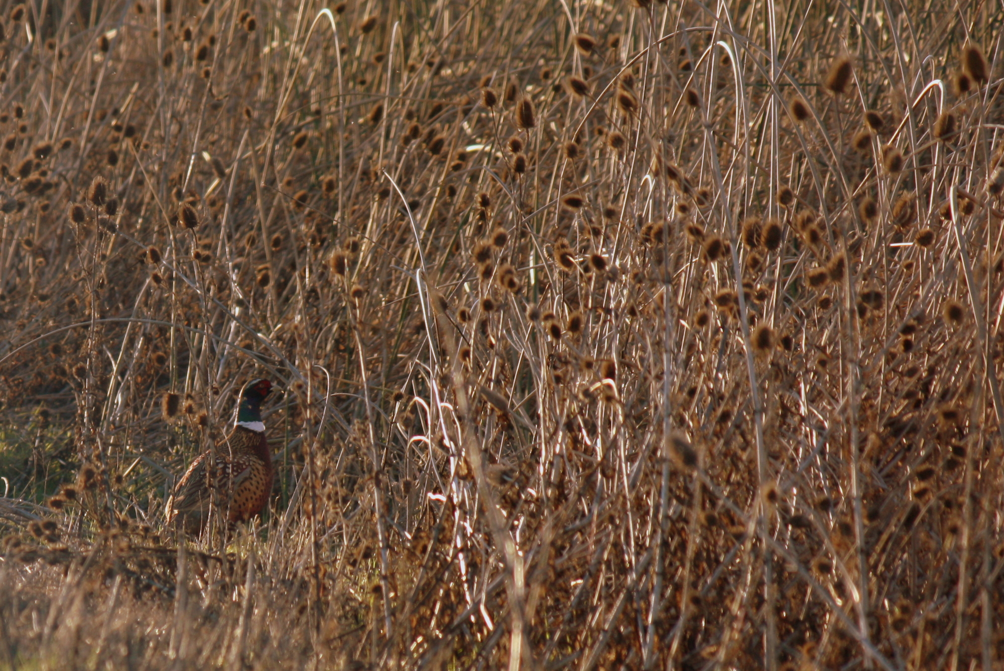  Another ring-necked pheasant. Shy ones, hard to get a good shot of. 