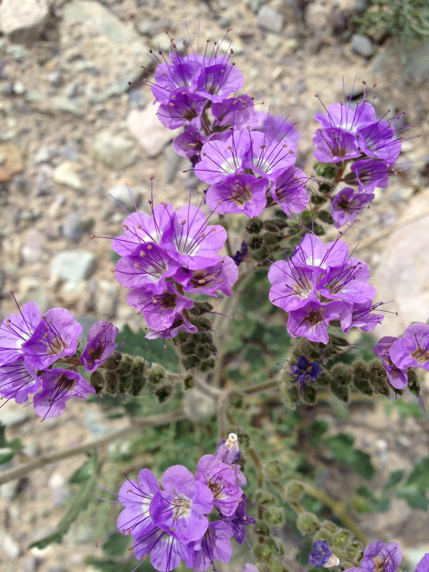  Sand verbena (Abronia villosa I think) 