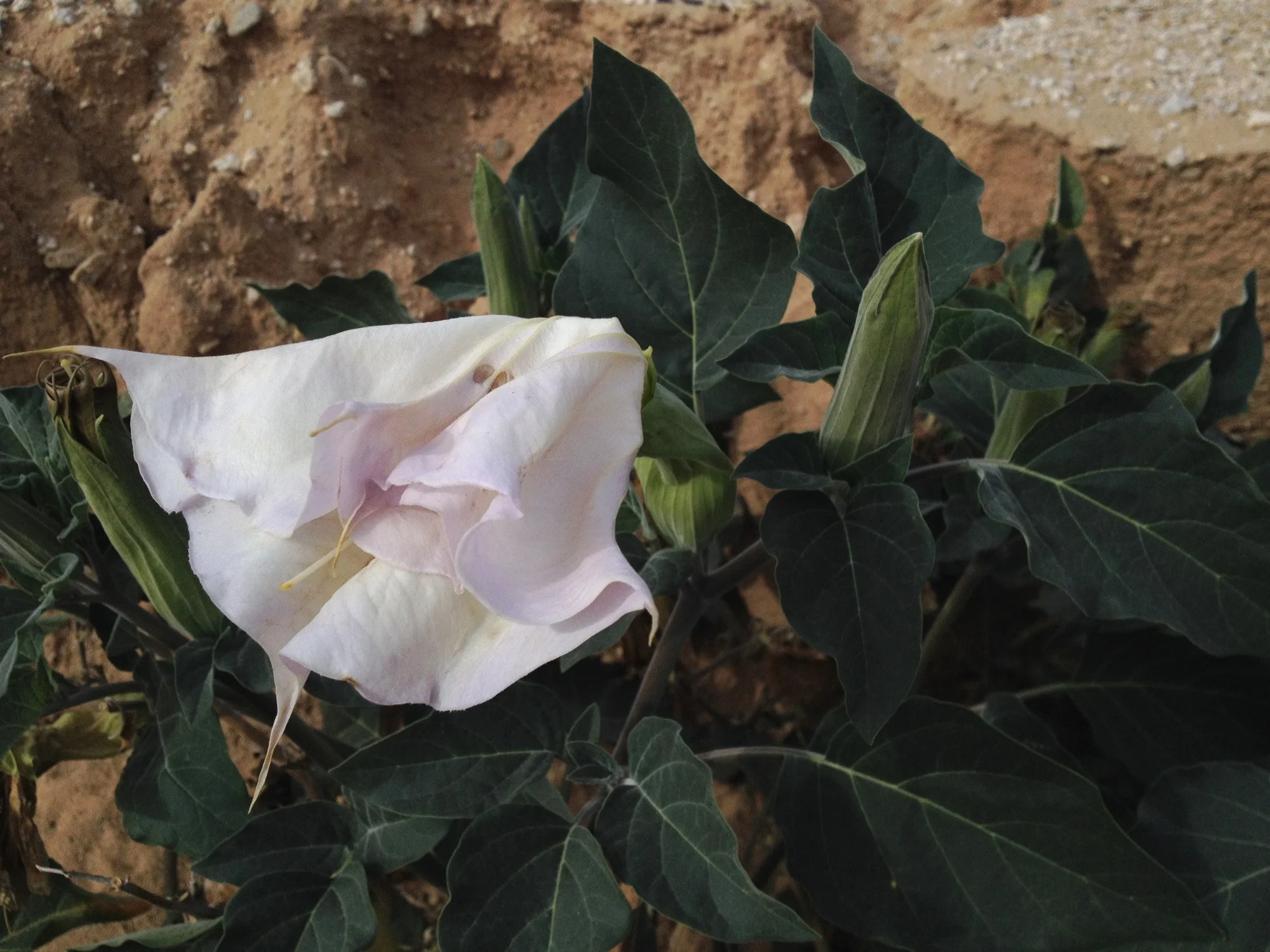  A desert datura 