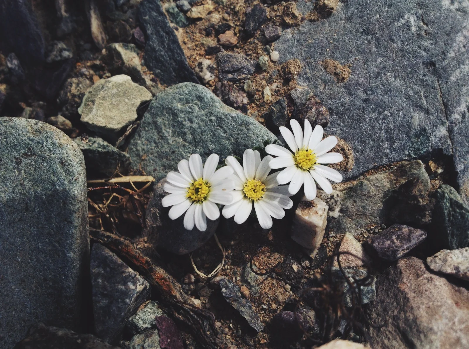  Some little desert daisy 