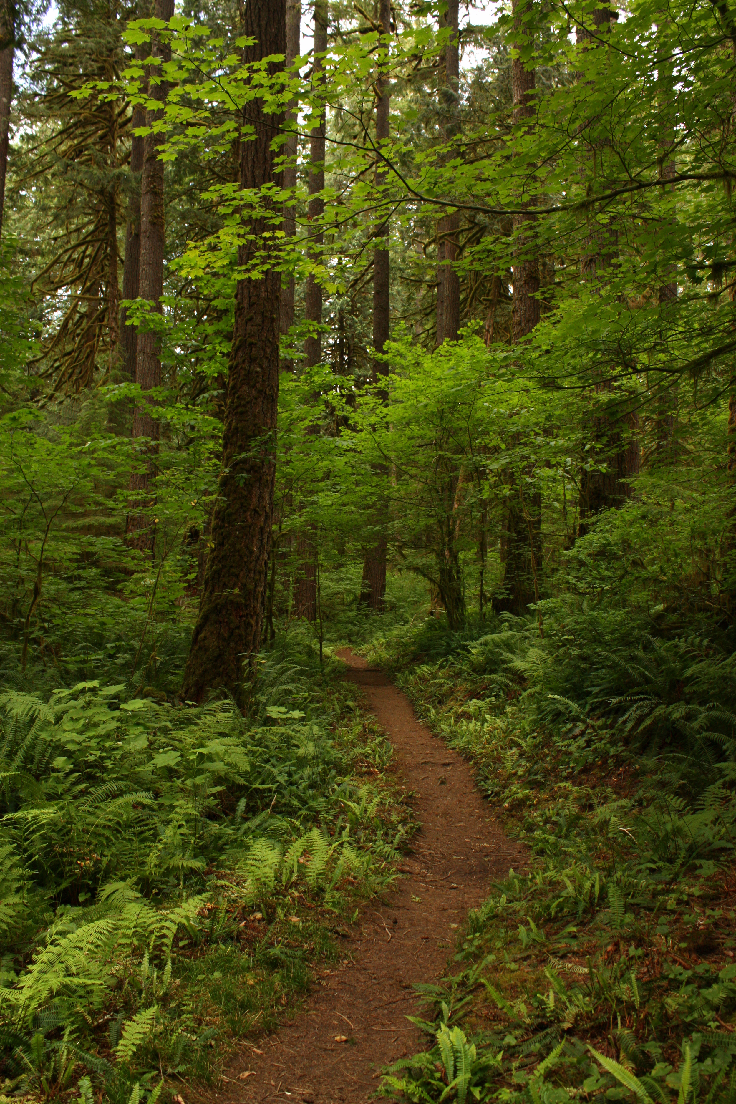 Old Sauk River Trail