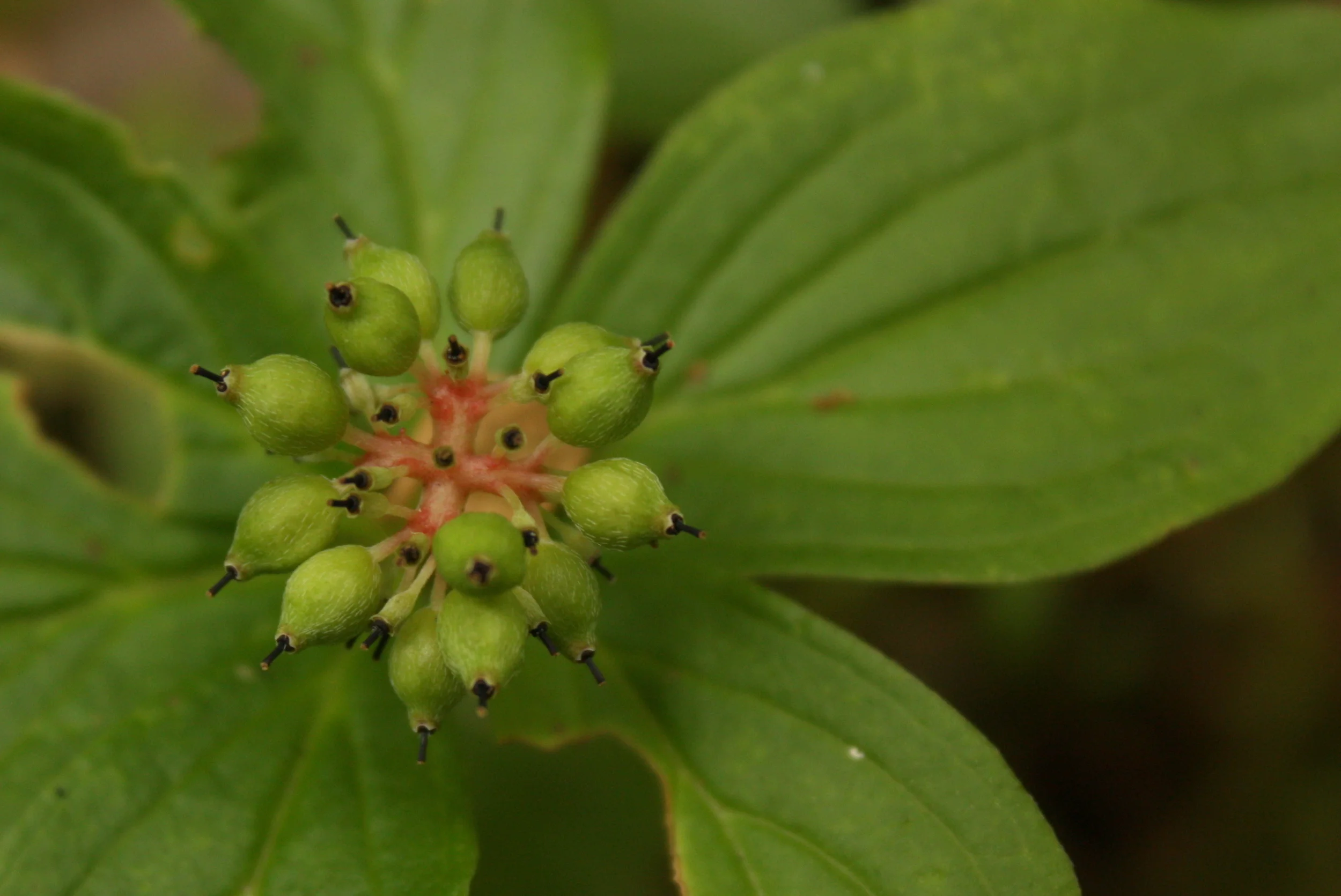  Bunchberry (Cornus canadensis - Cornaceae) on the way to berries (edible). 