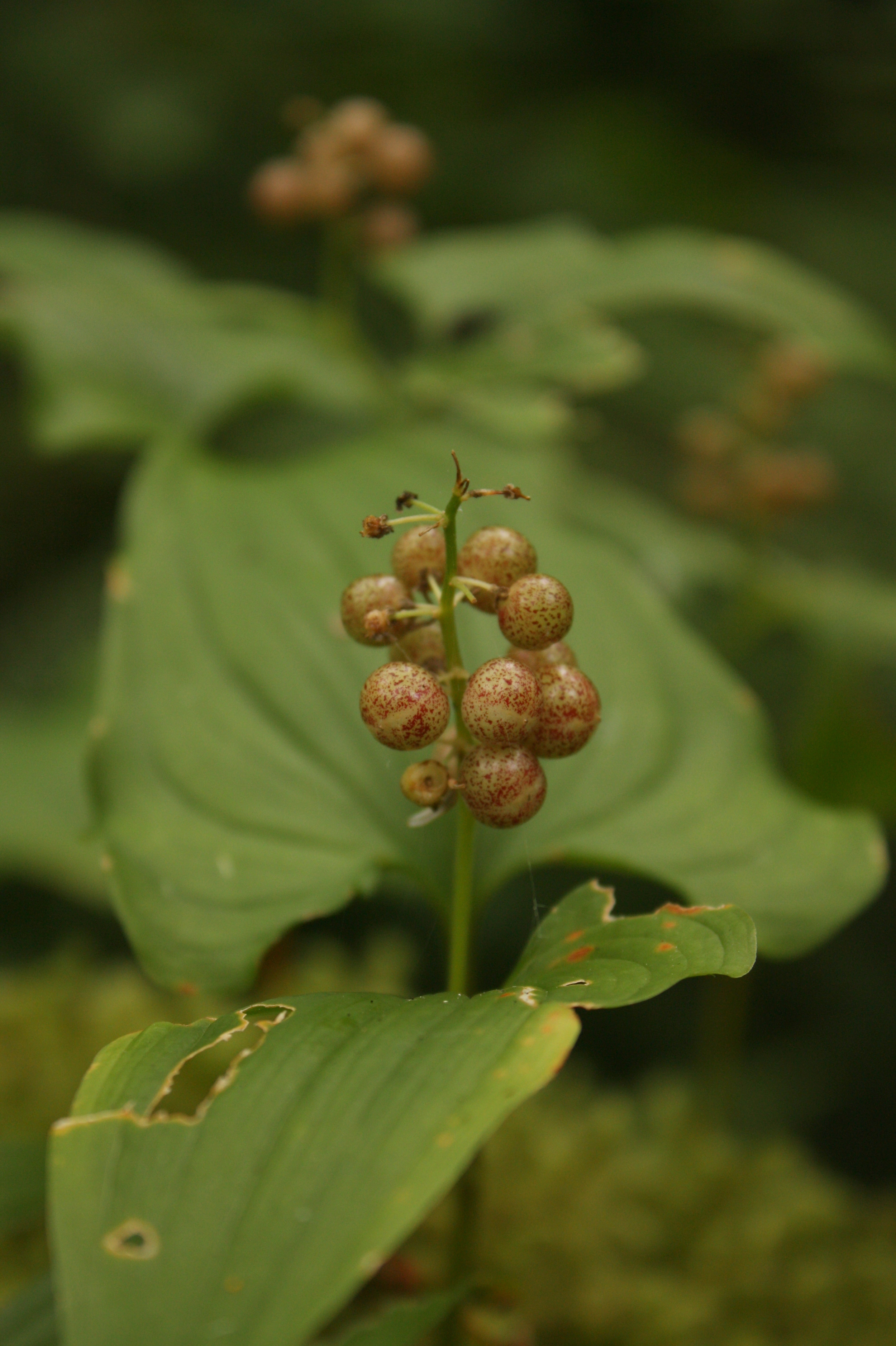  False Lily of the Valley (Maianthemum dilatatum - Liliaceae). Berries edible. 