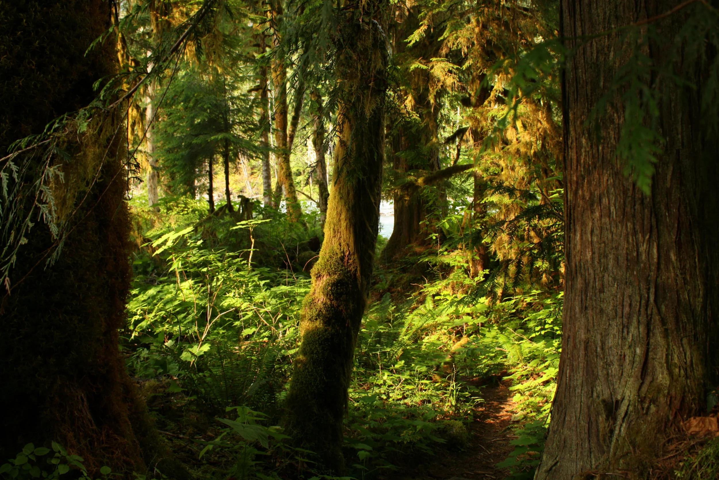 Old Sauk River Trail-004.JPG