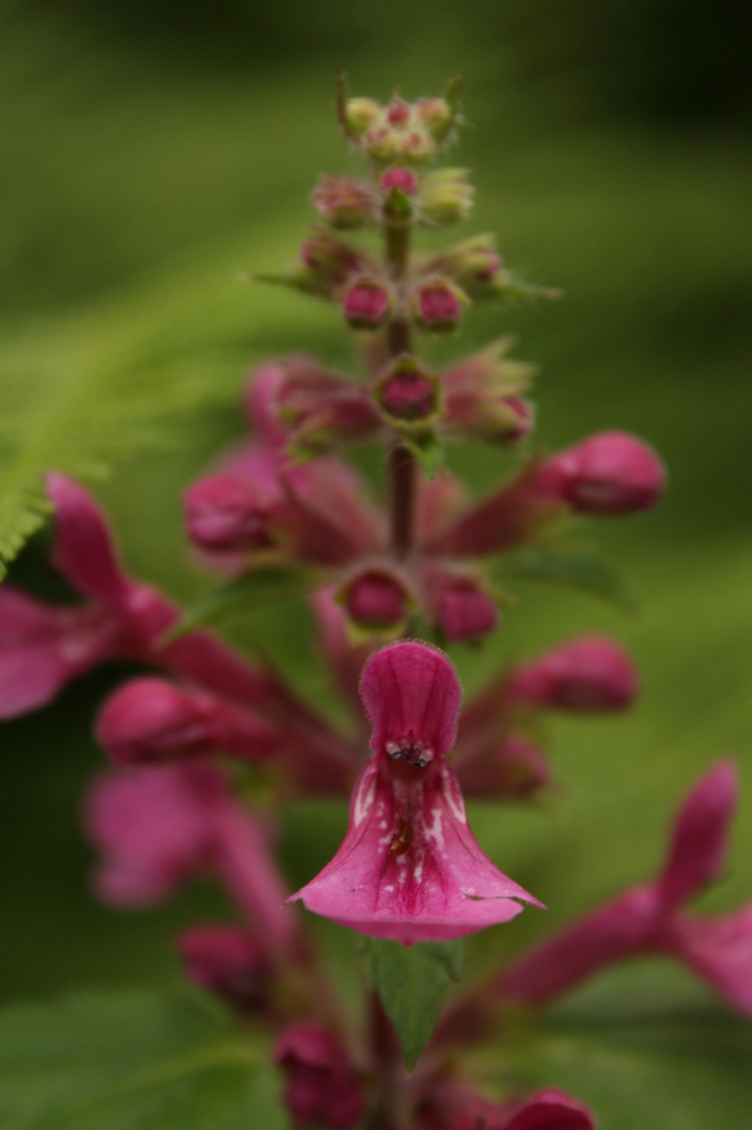  Hedge nettle, I think ( Stachys)  