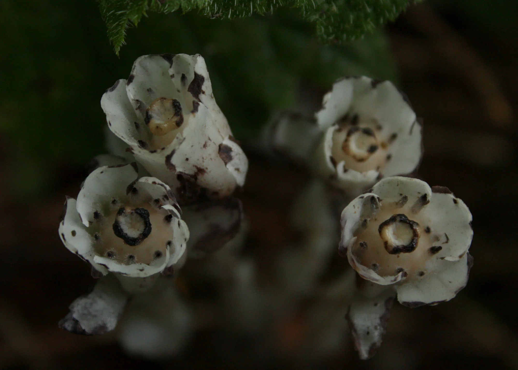  Indian pipe/ghost plant/corpse plant (Monotropa uniflora) 