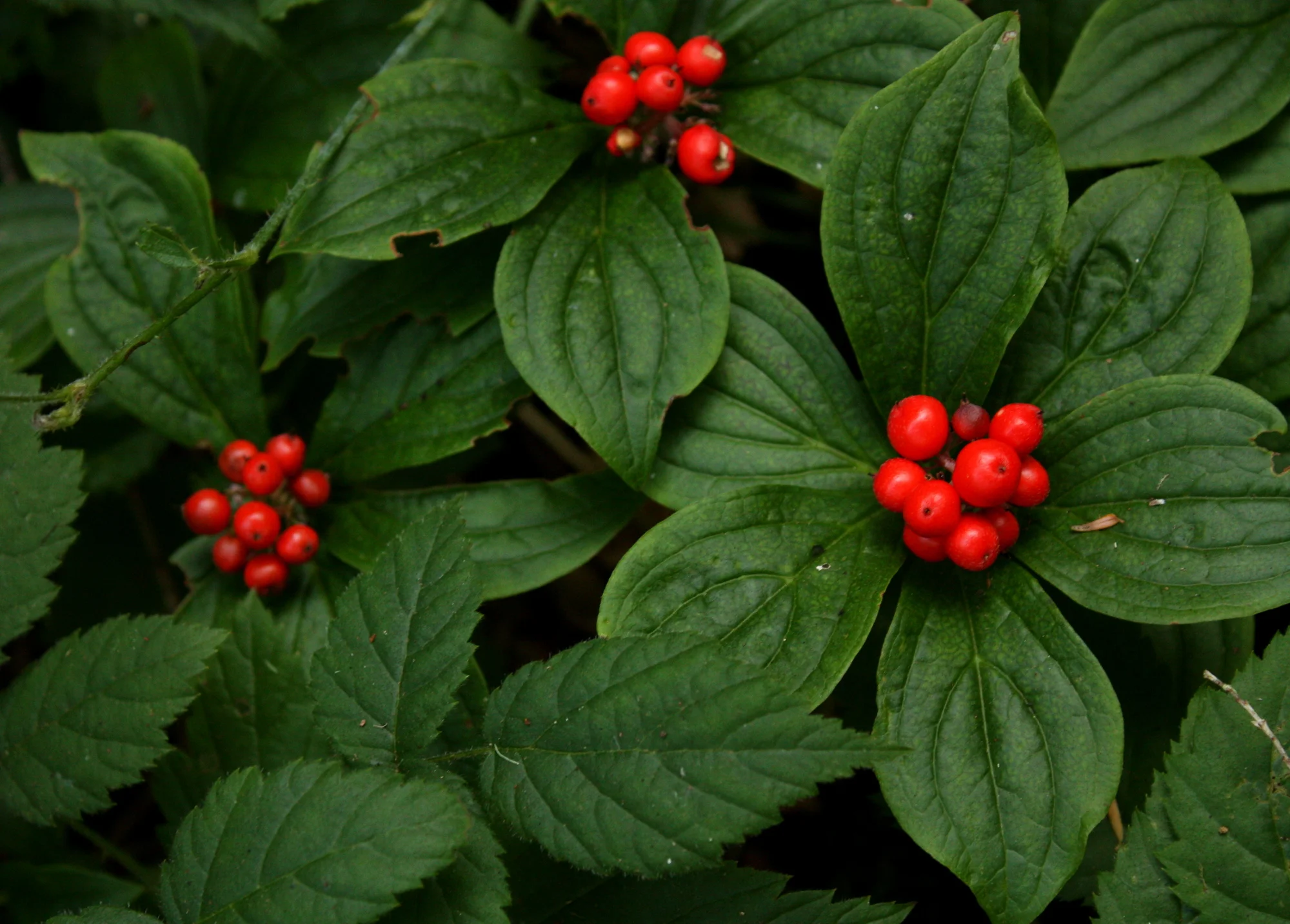  I returned later in the summer; bunchberries were ripe and red. 
