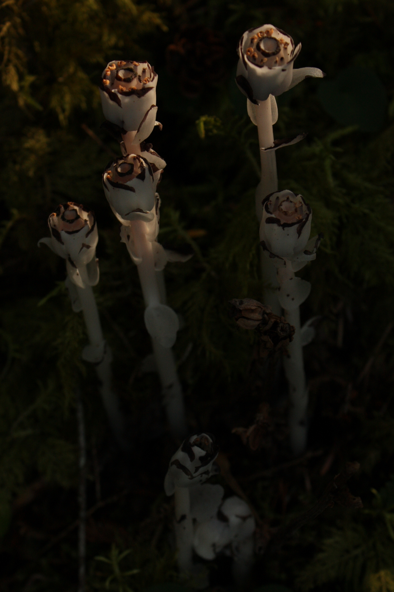  Indian pipe/ghost plant/corpse plant (Monotropa uniflora) 