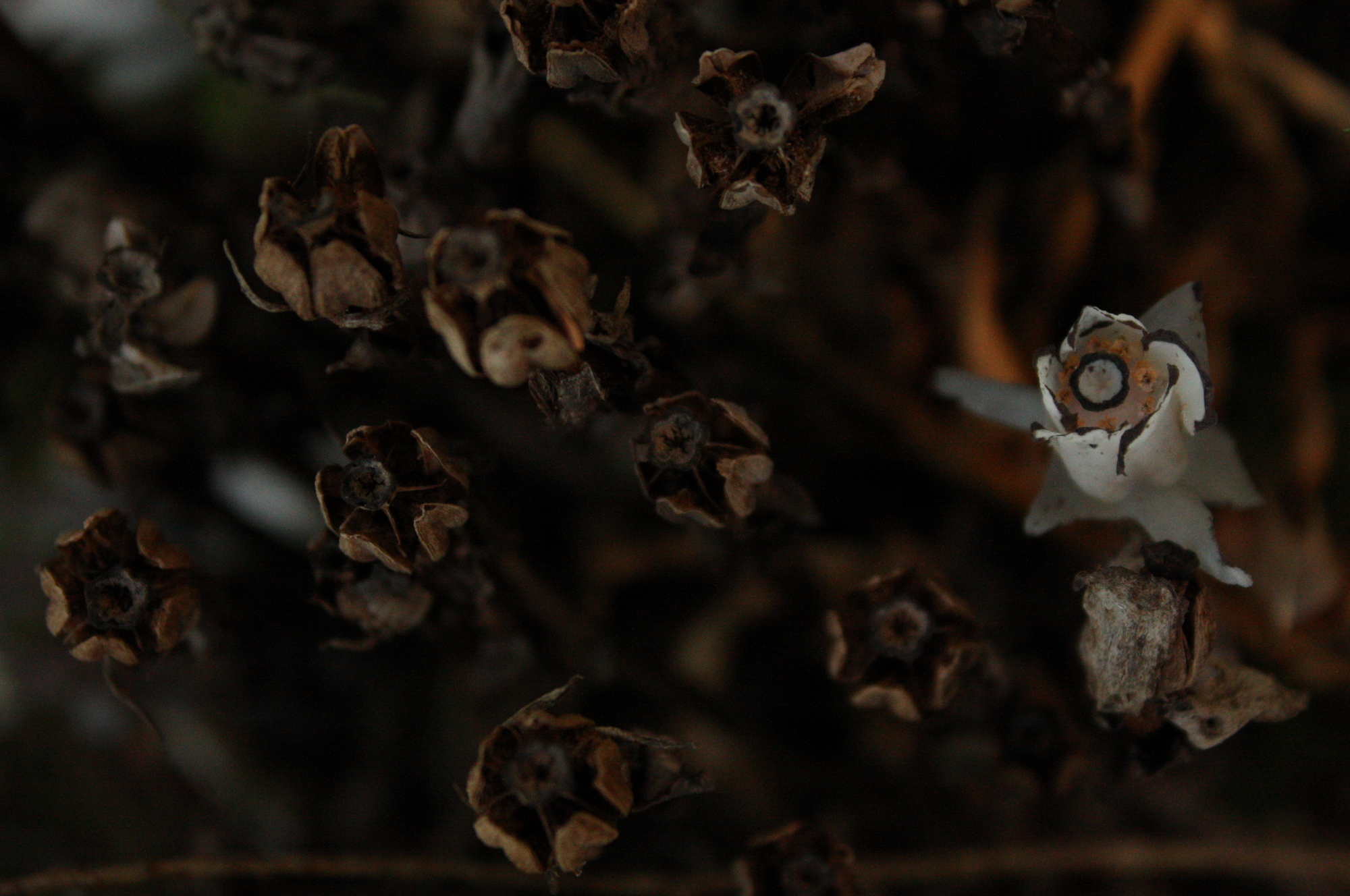  Indian pipe/ghost plant/corpse plant (Monotropa uniflora) 