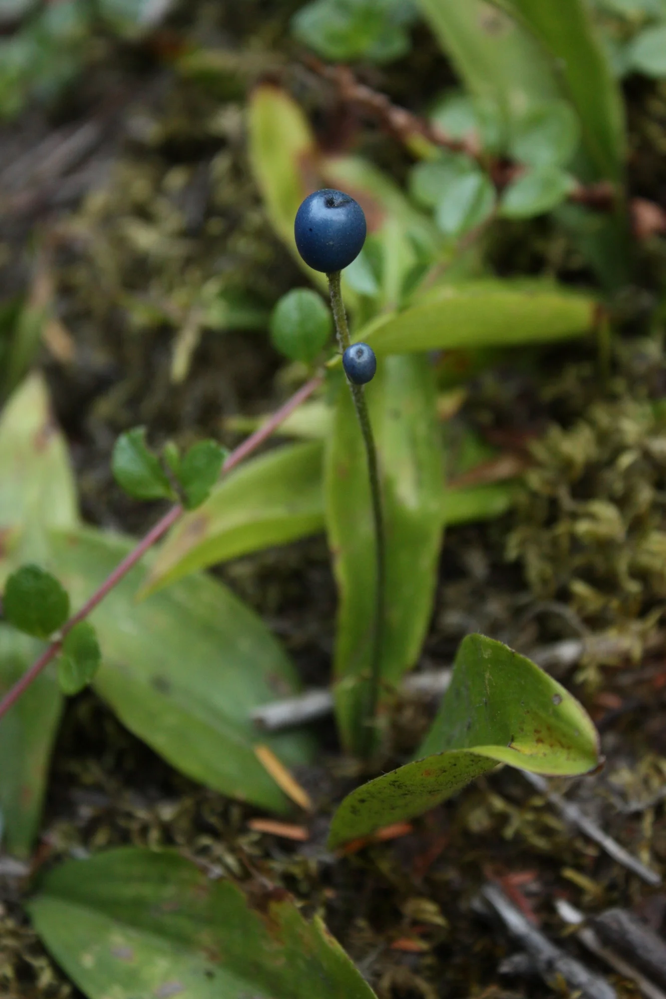  Queen's cup ( Clintonia uniflora)  