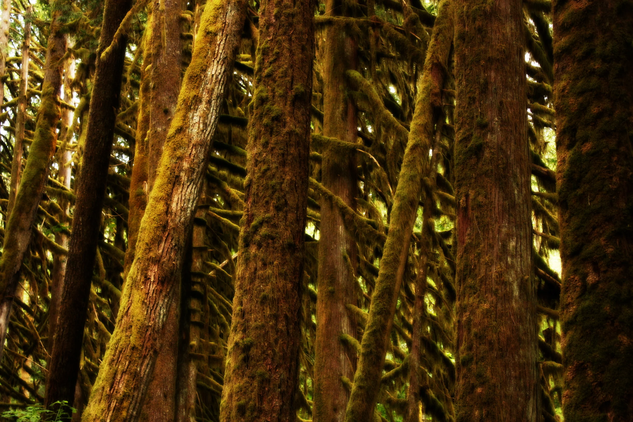 Old Sauk River Trail