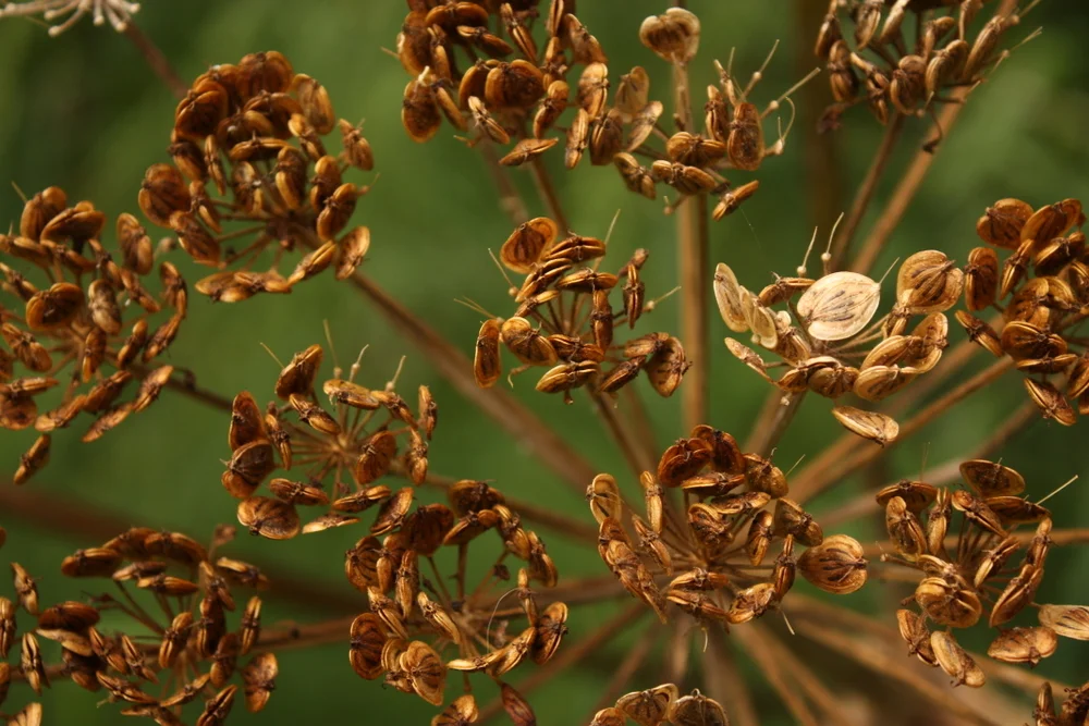  There were a lot of old and drying cow parsnip (Heracleum lanatum) around, with their giant, almost comic umbrels. Which I did not get a proper picture of as I was focused on how pretty they look in close-up. 