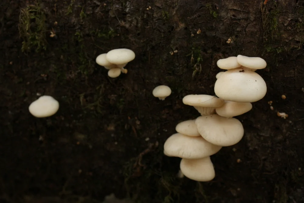  I'm not even trying to learn mushrooms right now so don't ask. I will say they all sort of look like the SS Enterprise drawn by that Botero guy. 