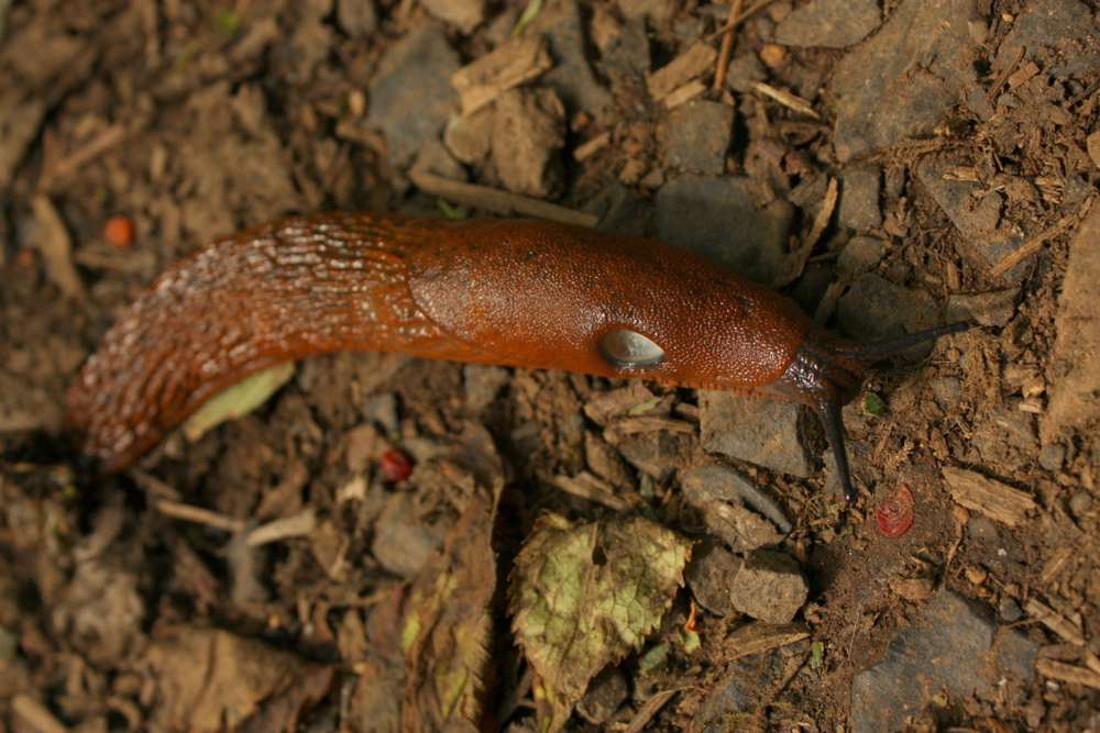  I thought this slug was the victim of some kind of slug abuse but it turns out that hole is supposed to be there.  Per wikipedia: "The pneumostome (or breathing pore) is a feature (the respiratory opening) of the external body anatomy of an air-brea