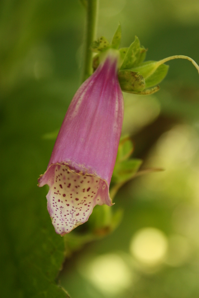  Lots of foxglove about. (Digitalis purpurea) 