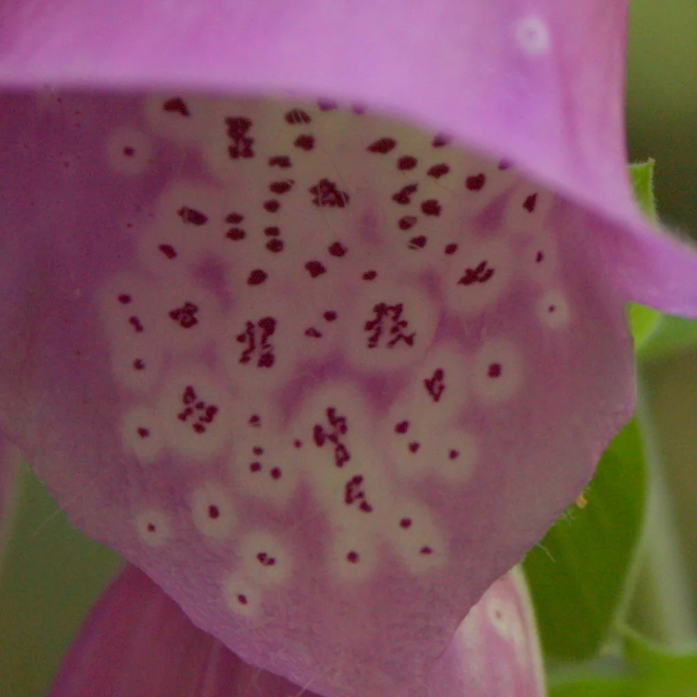  Mah jongg tile interiors 