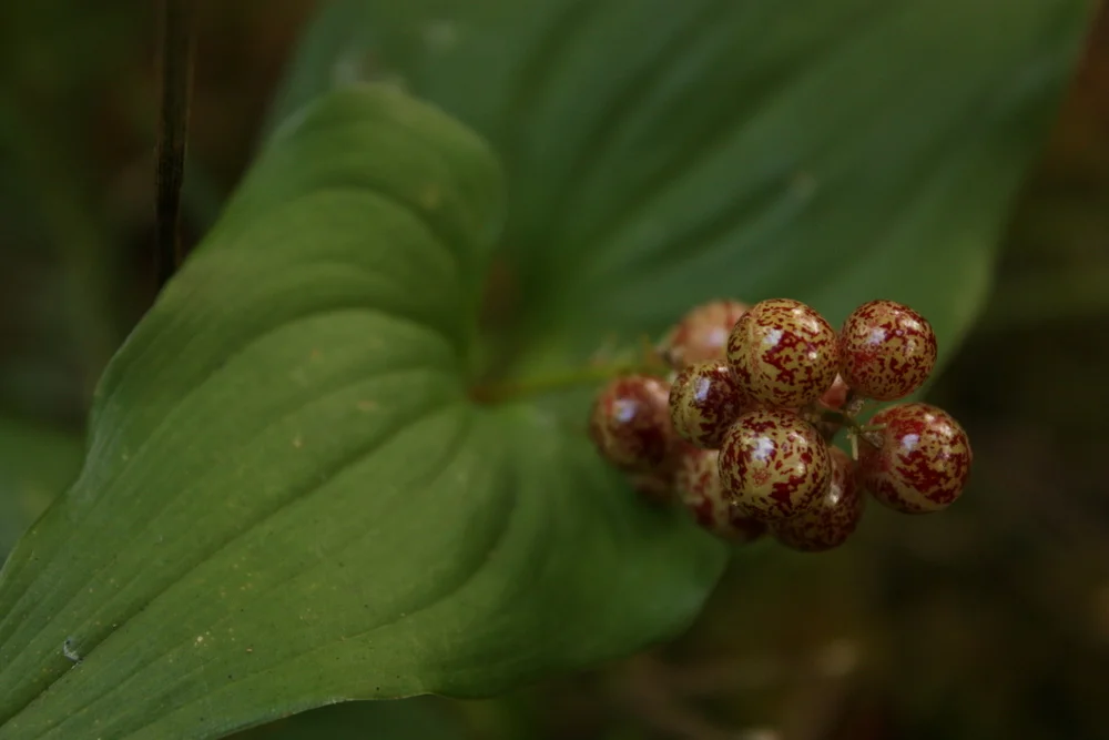  Pretty sure those bowling ball-looking things are false lily-of-the-valley (Maianthemum dilatatum) berries. Apparently edible, but per Pojar, "they were seldom highly regarded by food" by the native folks who (apparently grudgingly) ate them. 