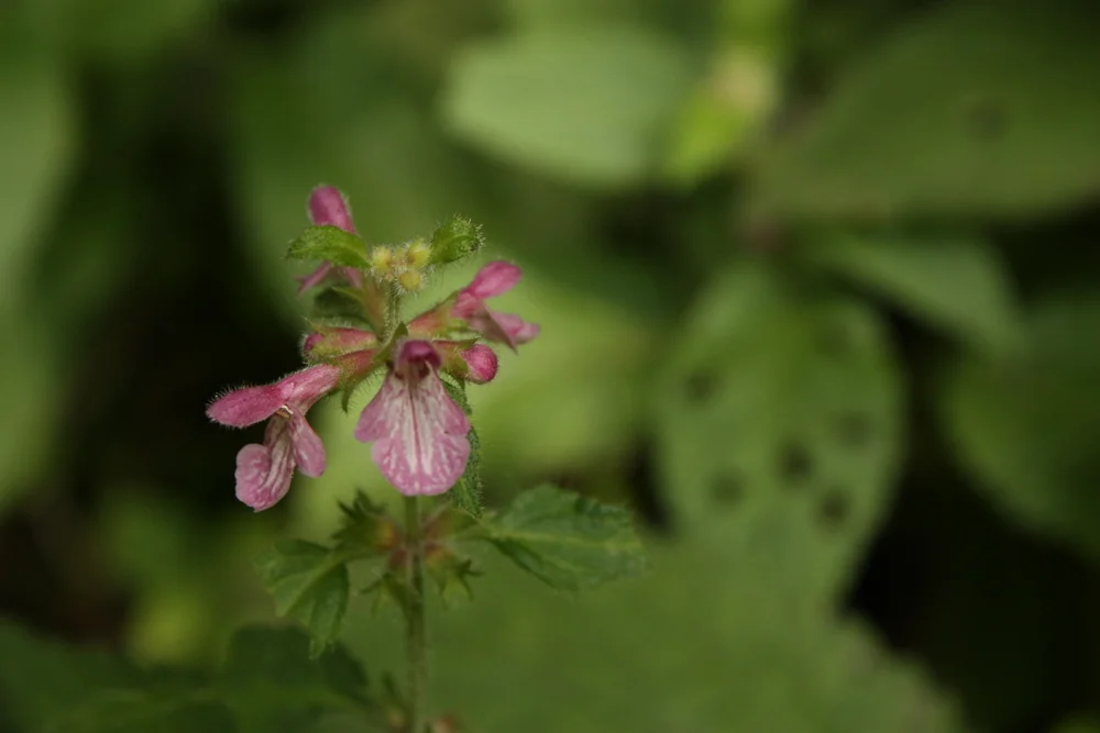  Not sure what this little fellow is but they were everywhere. (Later determined, I believe, to be hedge nettle.) 