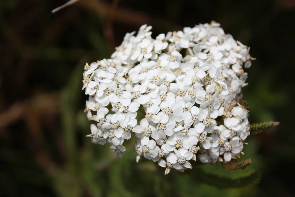  Yarrow ( Achillea millefolium)  