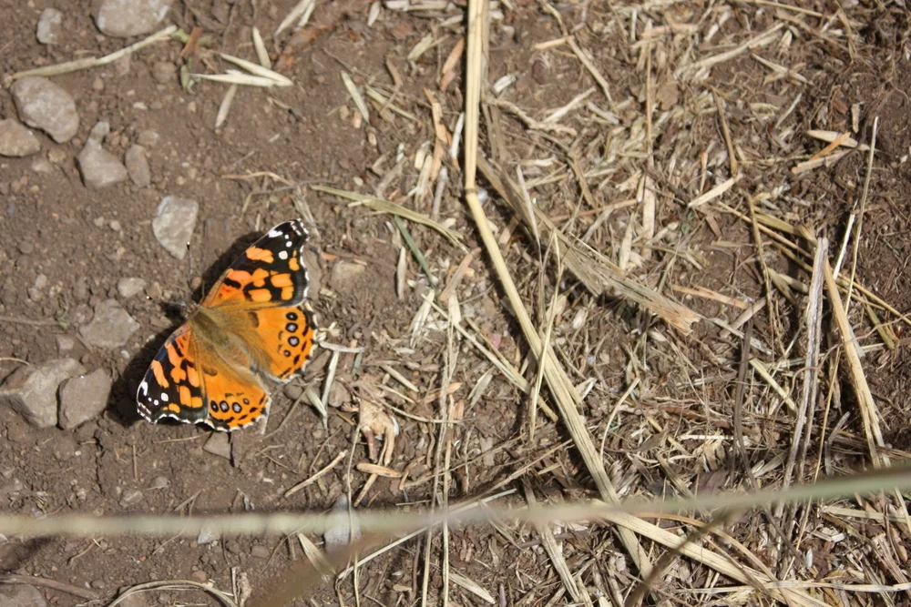  This Nature Conservancy area is a habitat for an endangered butterfly called the Oregon silverspot, and when I chased this guy down to take a picture, I thought maybe this was the one. It turns out it's a West Coast Lady (Vanessa annabella). 