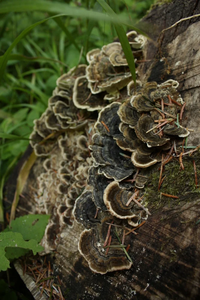  Ok I do know this one mushroom. Turkey tail (Trametes versicolor) 