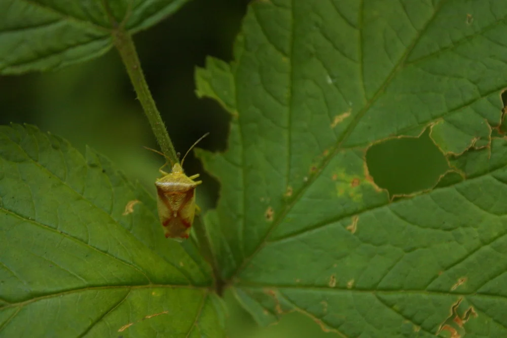  Red-Cross Shield Bug (Elasmostethus cruciatus) 