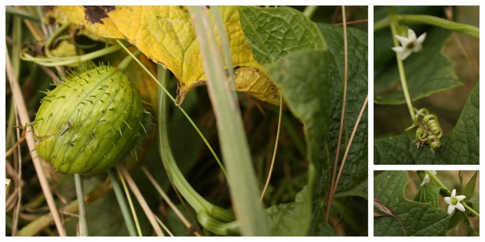  ...occasionally collapsing on the corner of a switchback. Fortunately, with my camera, I could pretend I was just lying down to better shoot this here wild cucumber aka manroot or bigroot (Marah oreganus). Not edible, but can be dried out to make a 