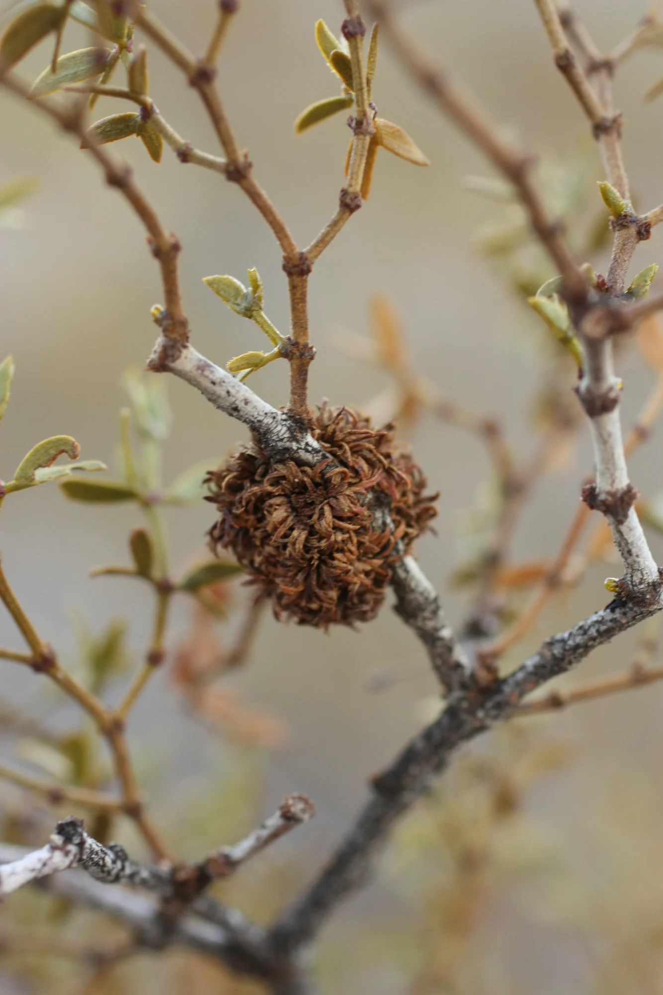  Creosote gall - home to larvae of the a midge fly. Smoked by the Seri ppl like tobacco.  "Adult female midges oviposits (inserts eggs) into the part of the plant her species prefers, then adds a fungal spore. The fungus induces the plant to produce 