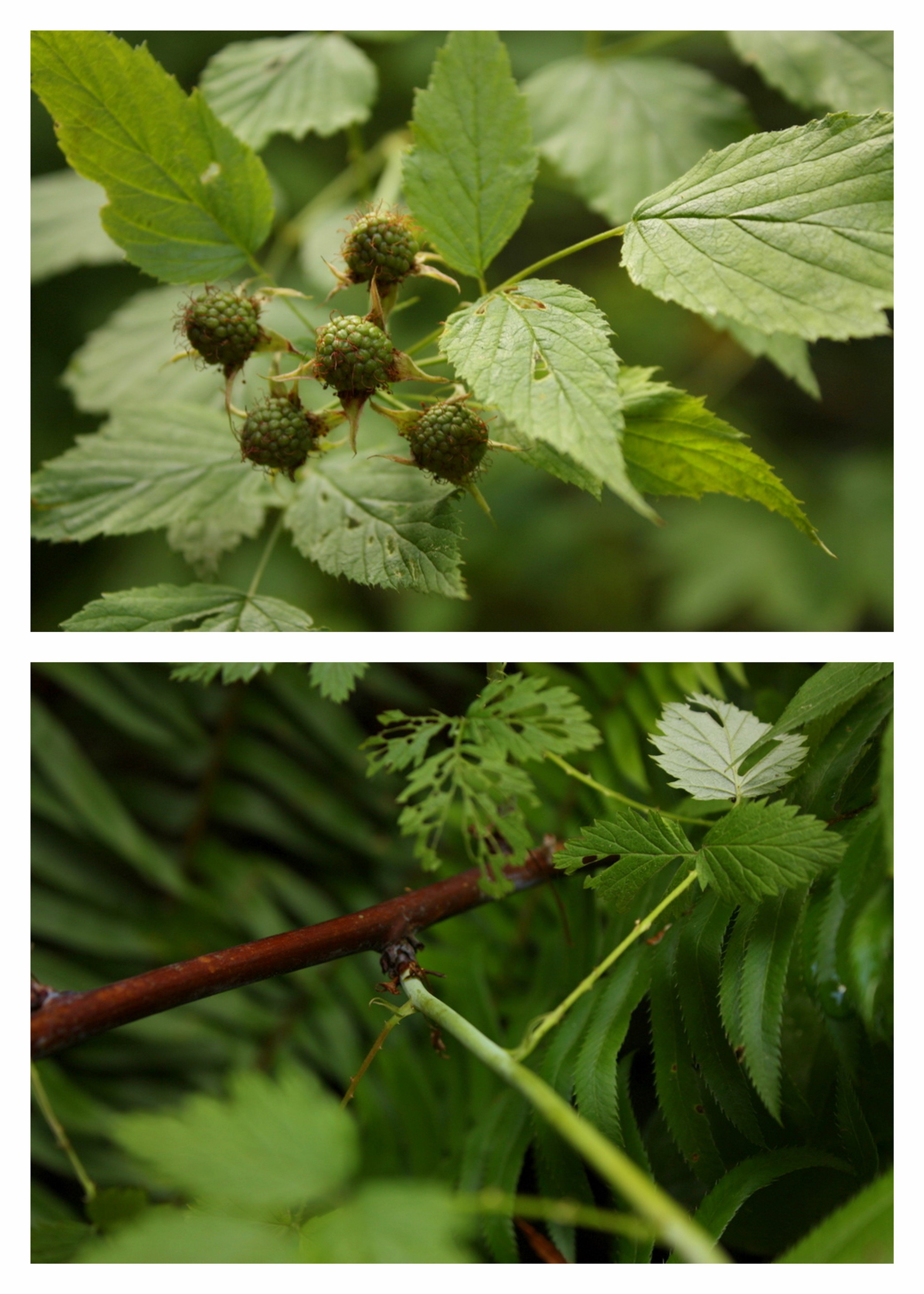 There was a lone blackcap raspberry (Rubus leucodermis) plant, although not yet ripe. Langdon also noted he likes the flavor of this berry. One identifying characteristic is its dark purplish branches.