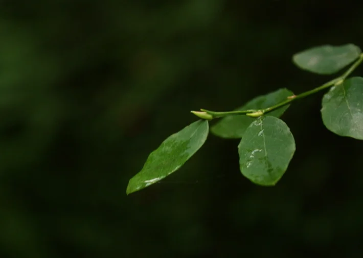  One of the ways to identify the red huckleberry (Vaccinium parvifolium) is by its bright green new growth branches. 