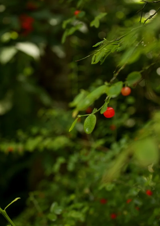  It's a...not very summery summer, so our berry-picking options were limited to the tart little red huckleberry, but there were a ton of them. 