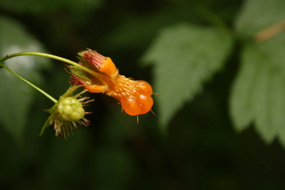  Here's an awkward-looking salmonberry (Rubus spectabilis). 