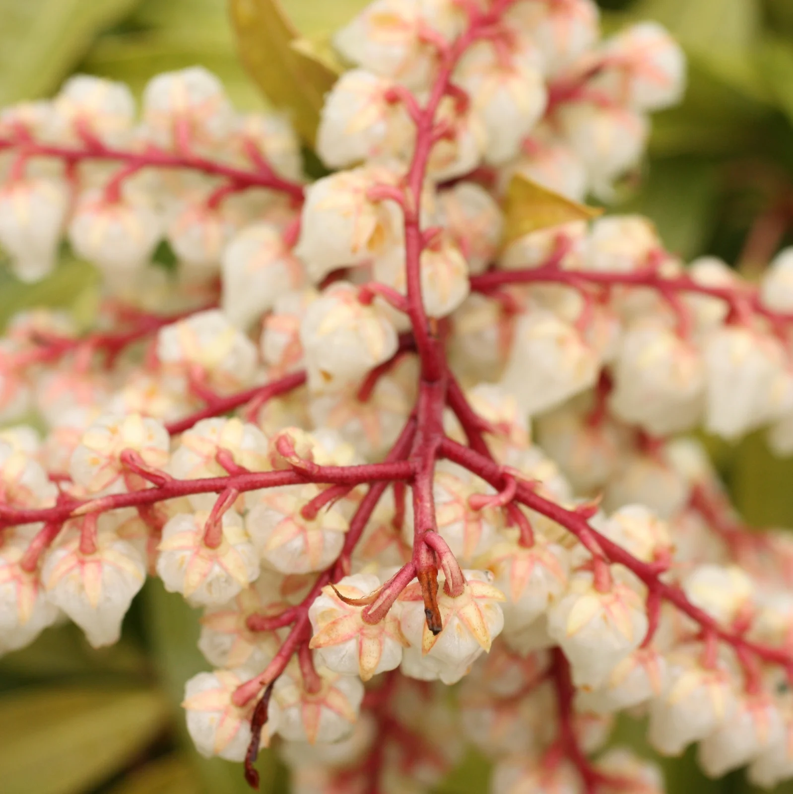  Ericaceae - sepal view 