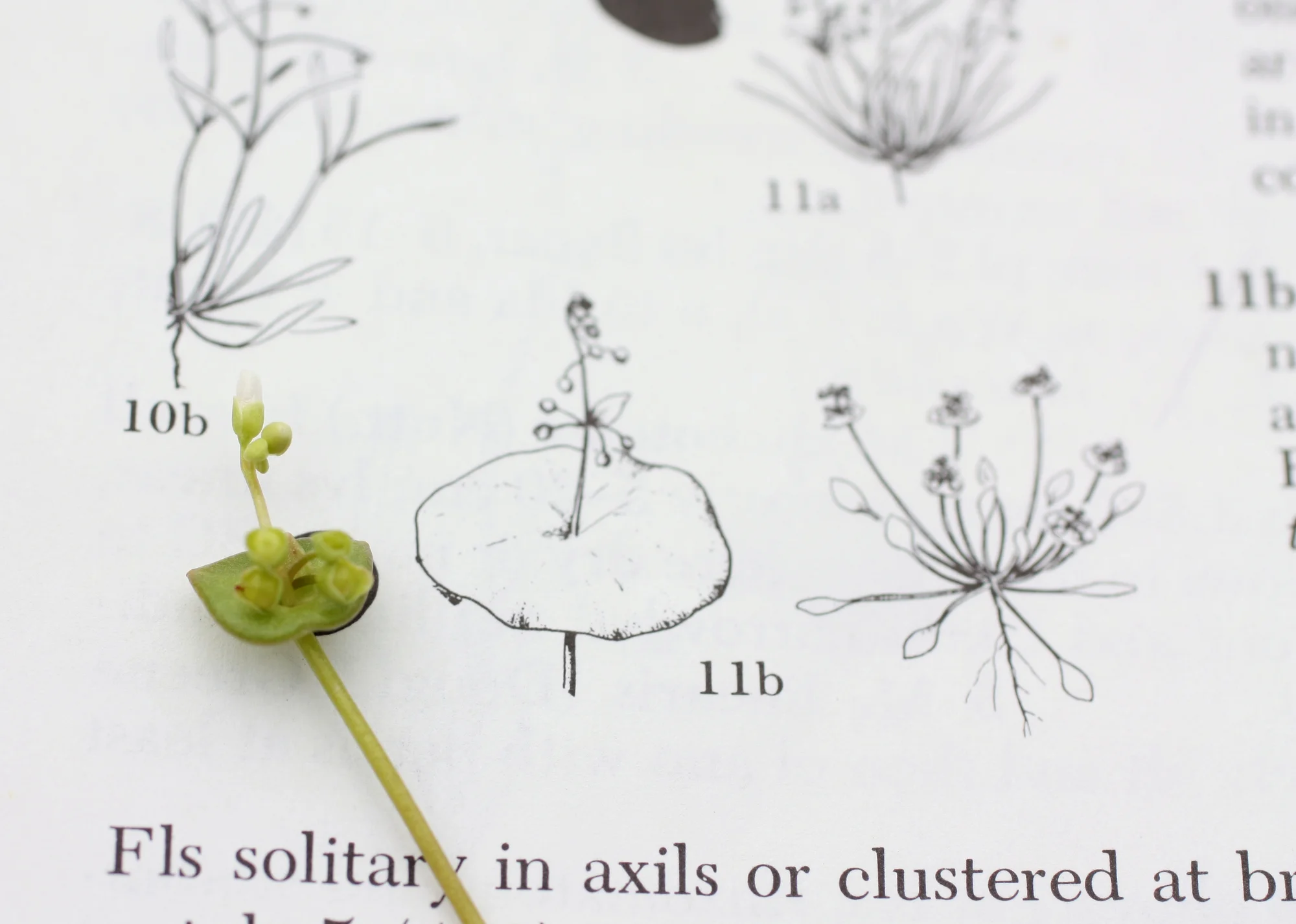  Miner's lettuce - Claytonia perfoliata NOW, Montia in the book we're keying out in (Portulaceae - purslane family) 