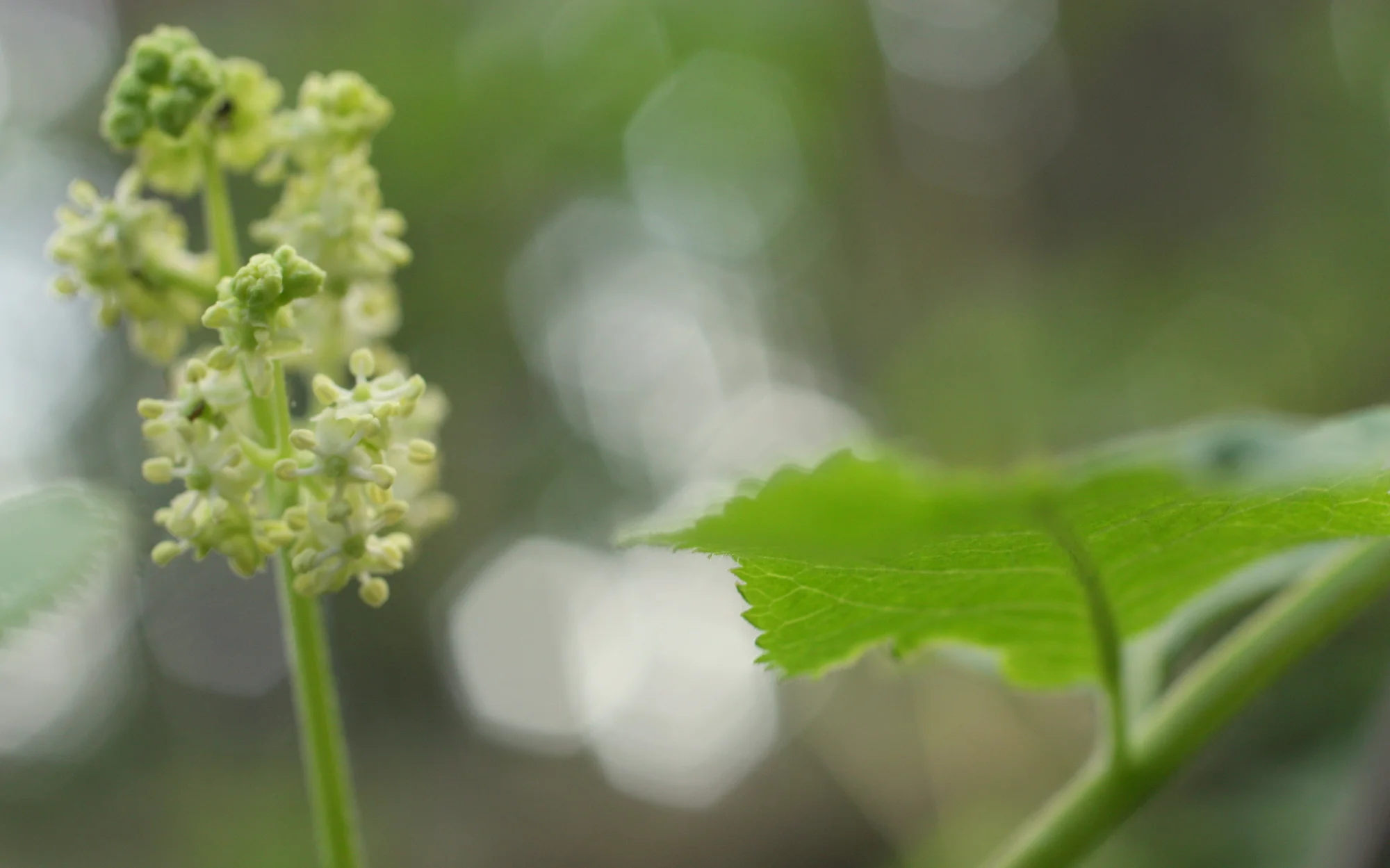  Red elderberry - Sambucus racemosa (Caprifoliaceae - honeysuckle family) 