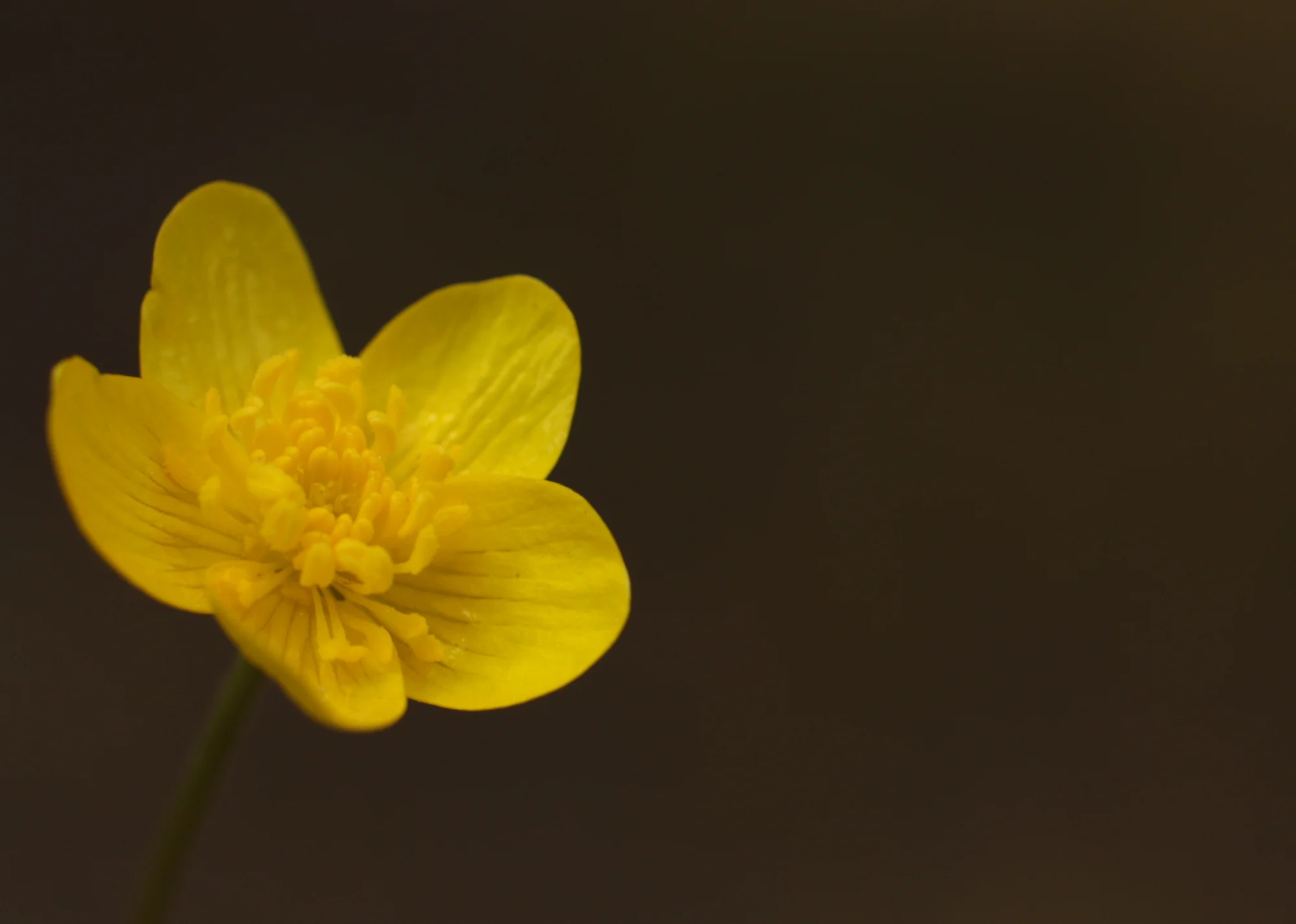  A buttercup - I missed if we arrive at species, but I believe what we learned is this one is very difficult to key out without a fruit. (Ranunculaceae - buttercup family) 