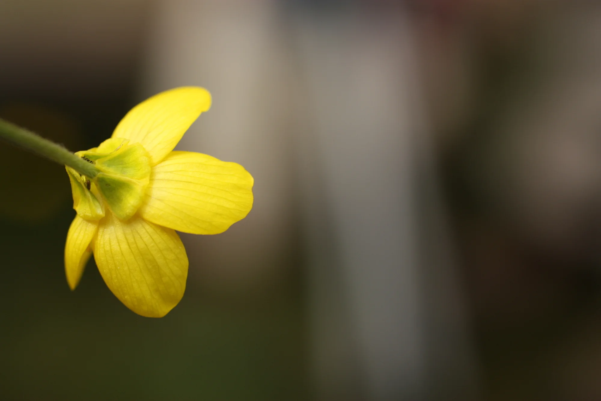  Backside of the buttercup, the sepals are reflexed, aka bent backwards. 