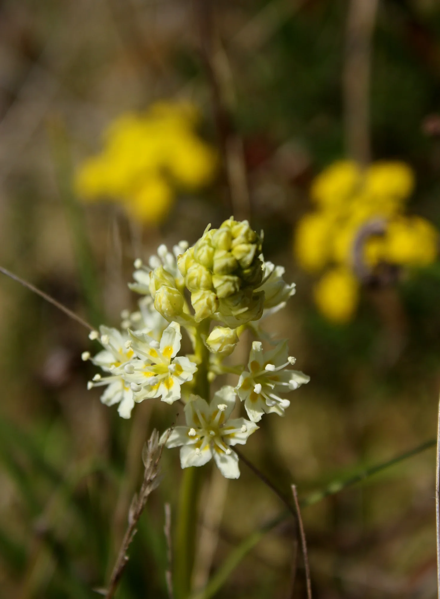  Death camas - Zigadenus venenosus (Liliaceae - lily family). This is the really not-edible kind, which you probably guessed from that cheerful name. 