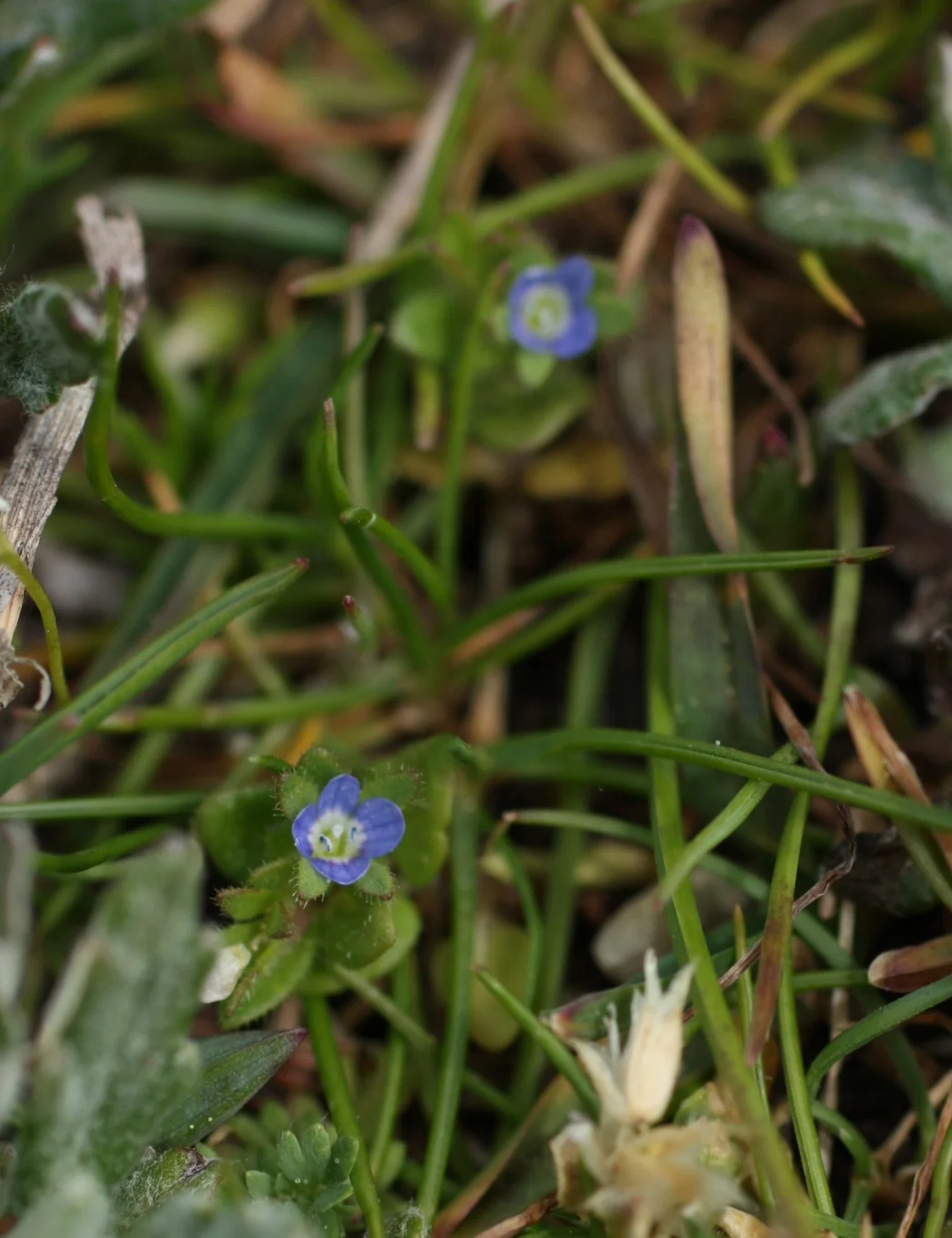  I don't think we looked at these as a class, but yet another teeny-tiny reinforces something that another student said - one big takeaway from the class was learning how many wildflowers there are out there that are so tiny you'd never notice if you