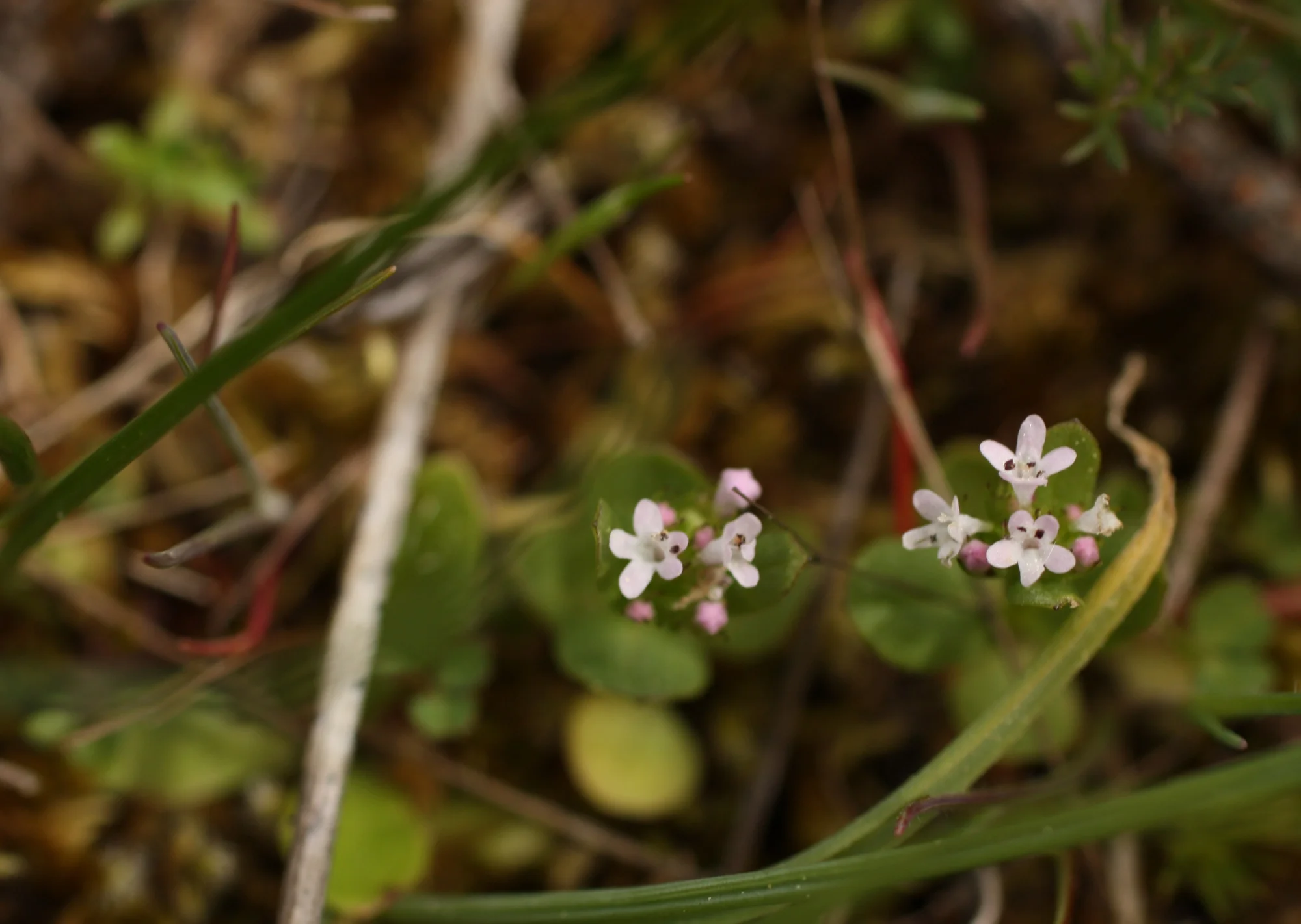  I forget what this teeny-tiny one is. 