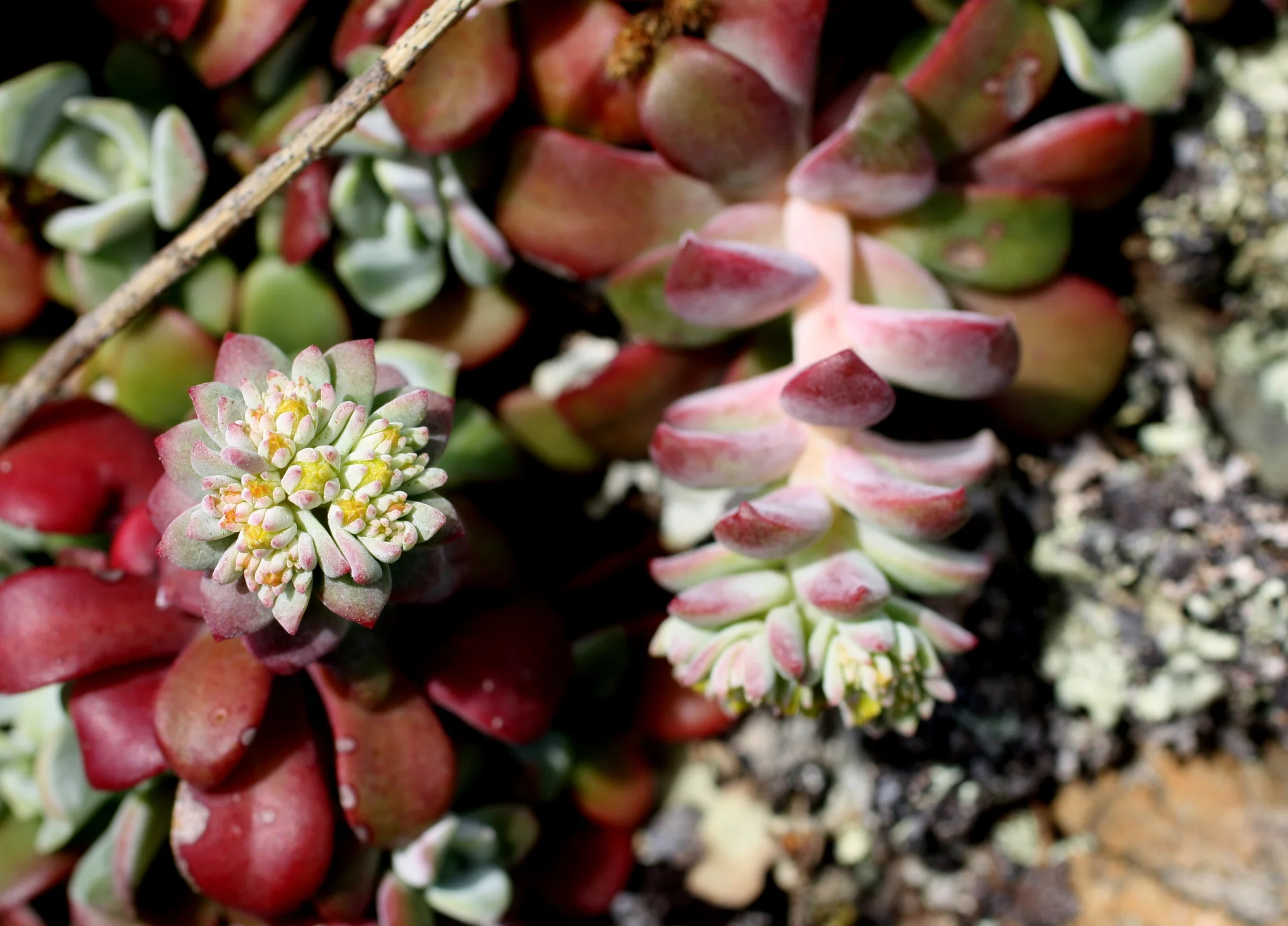  Stonecrop/sedum (Crassulaceae) 