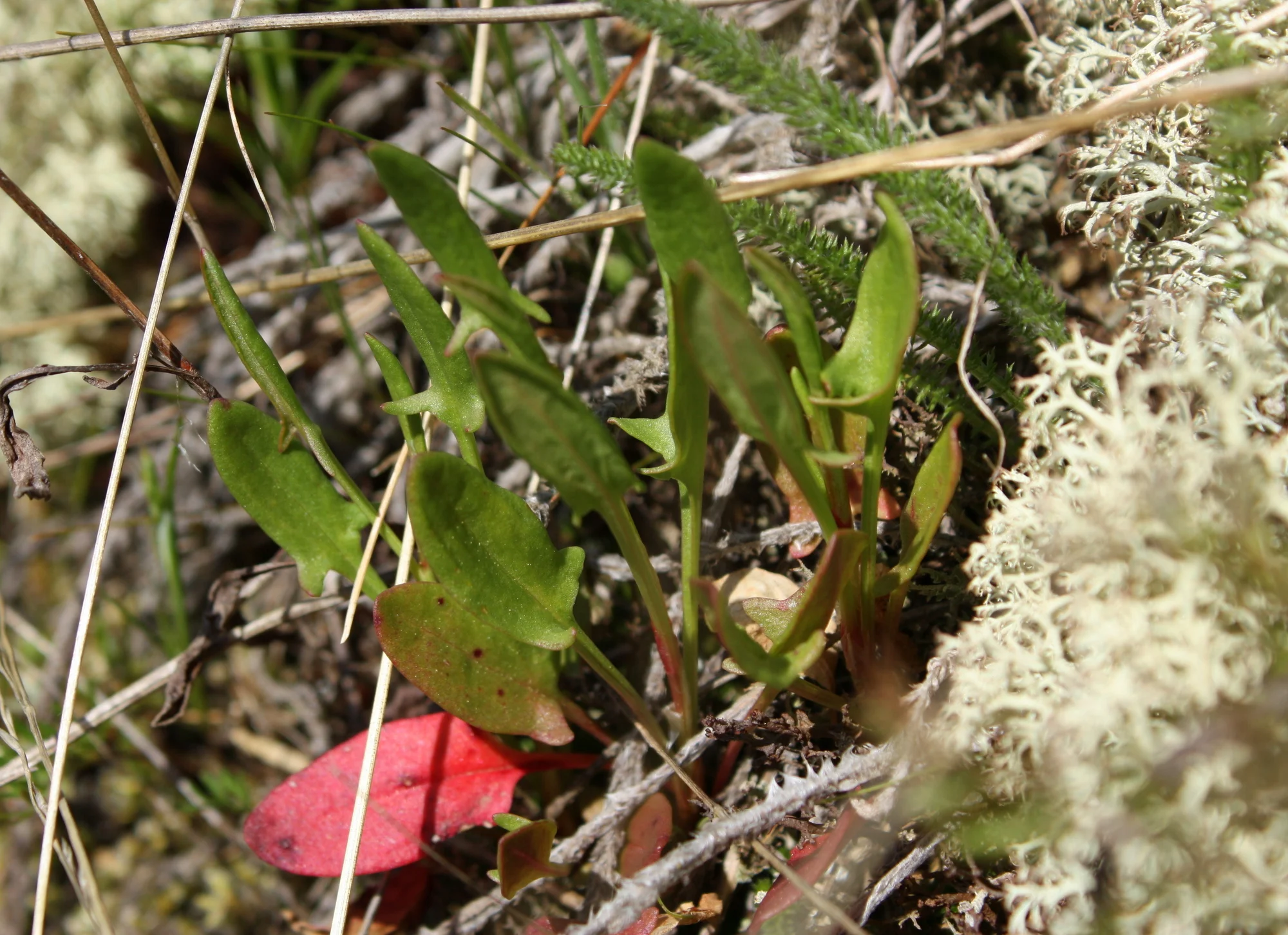  Sheep sorrel - Rumex acetosella (Polygonaceae - knotweed family). A tasty edible with lemony flavor from the oxalic acid it contains. 