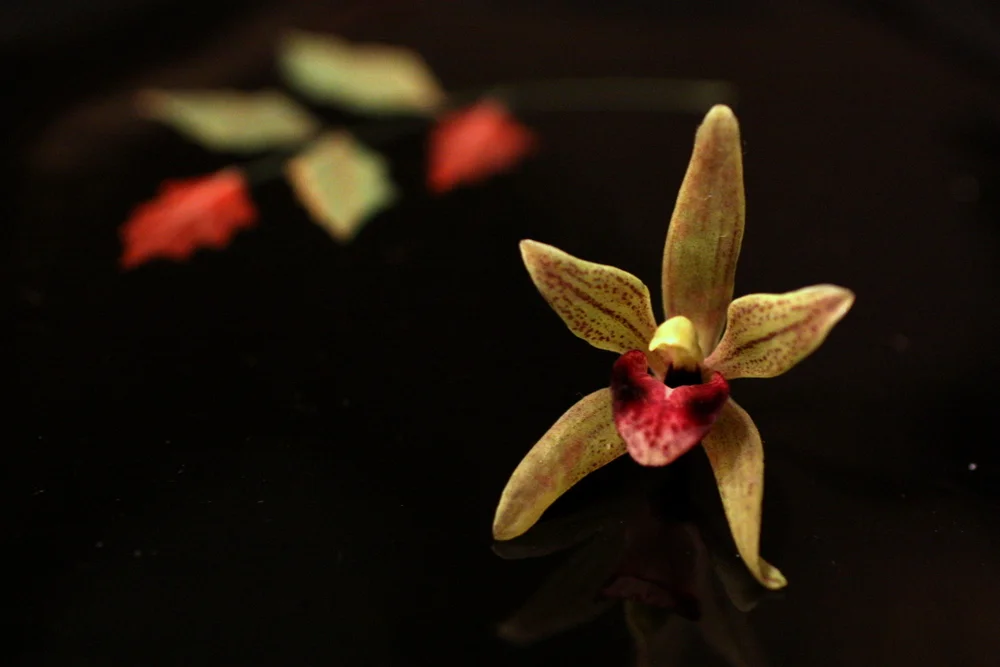   This is a fairly tame specimen but must say of all the floral families covered, Orchidaceae seems like the one most likely to have scandalized Victorians.  