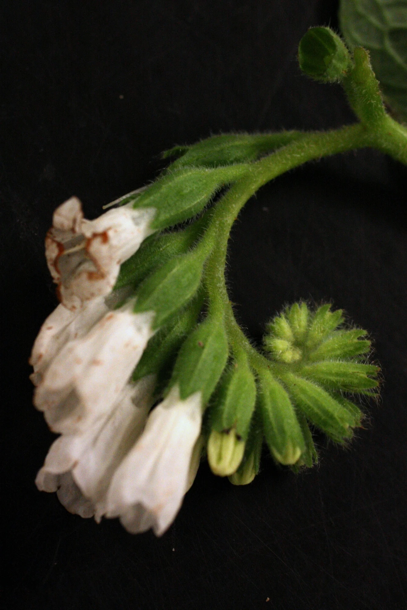   Boraginaceae's scorpioid (like scorpion tail) cyme  