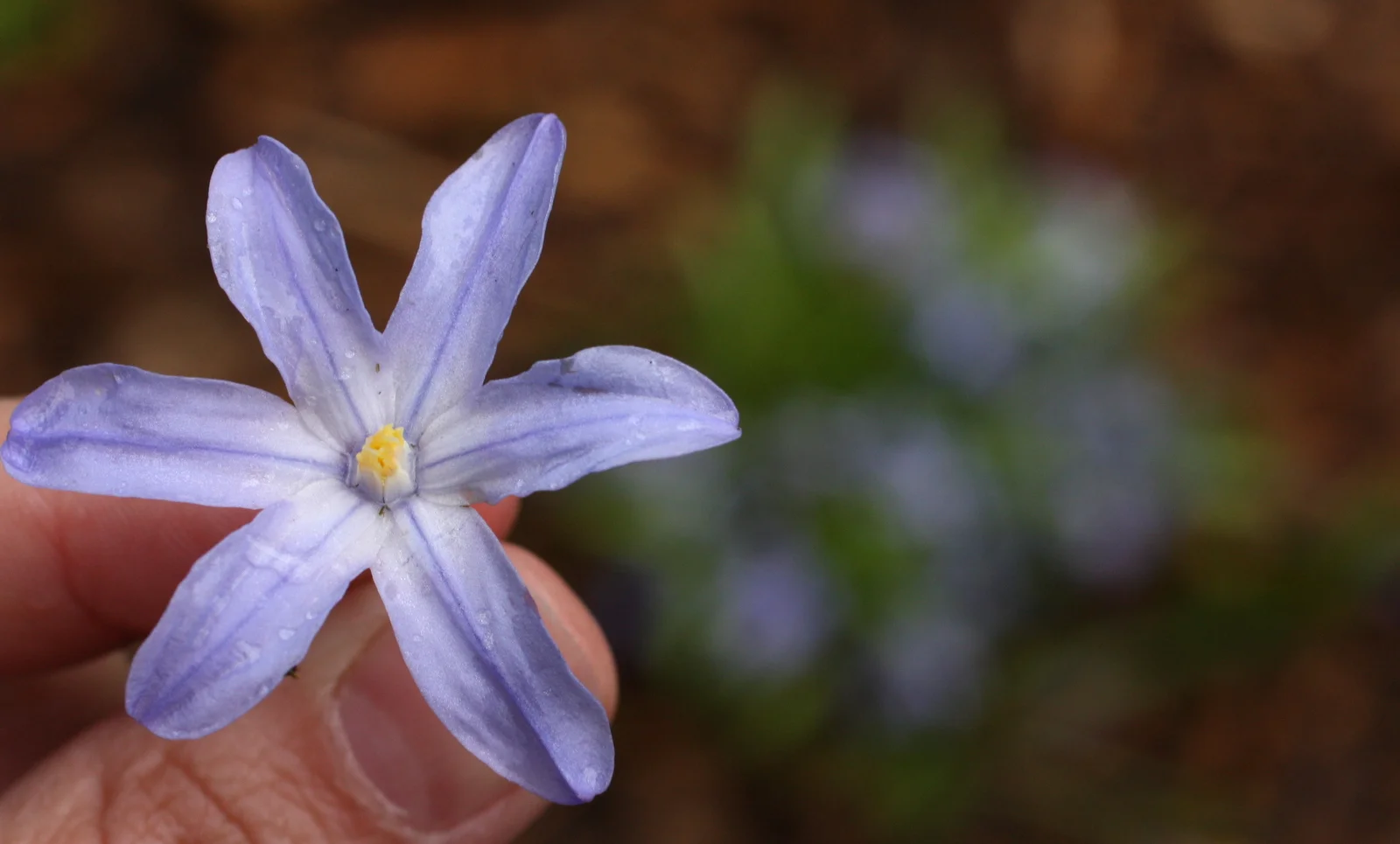  Liliaceae - 6 showy tepals, ovaries superior, 6 anthers. 