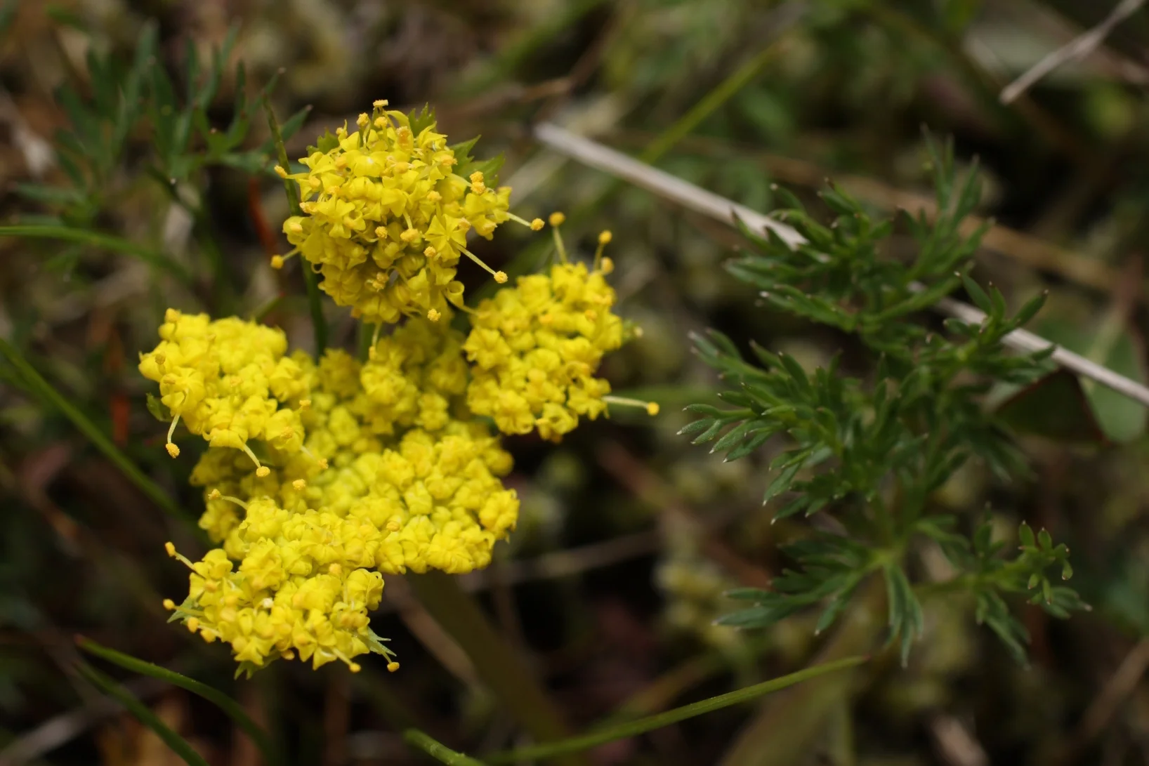  Spring-gold - Lomatium utriculatum (Apiaceae - parsley/carrot family). Per Pojar:  "Spring-gold taproots may have been one of 'wild carrots' eaten by the peoples of southern Vancouver." 