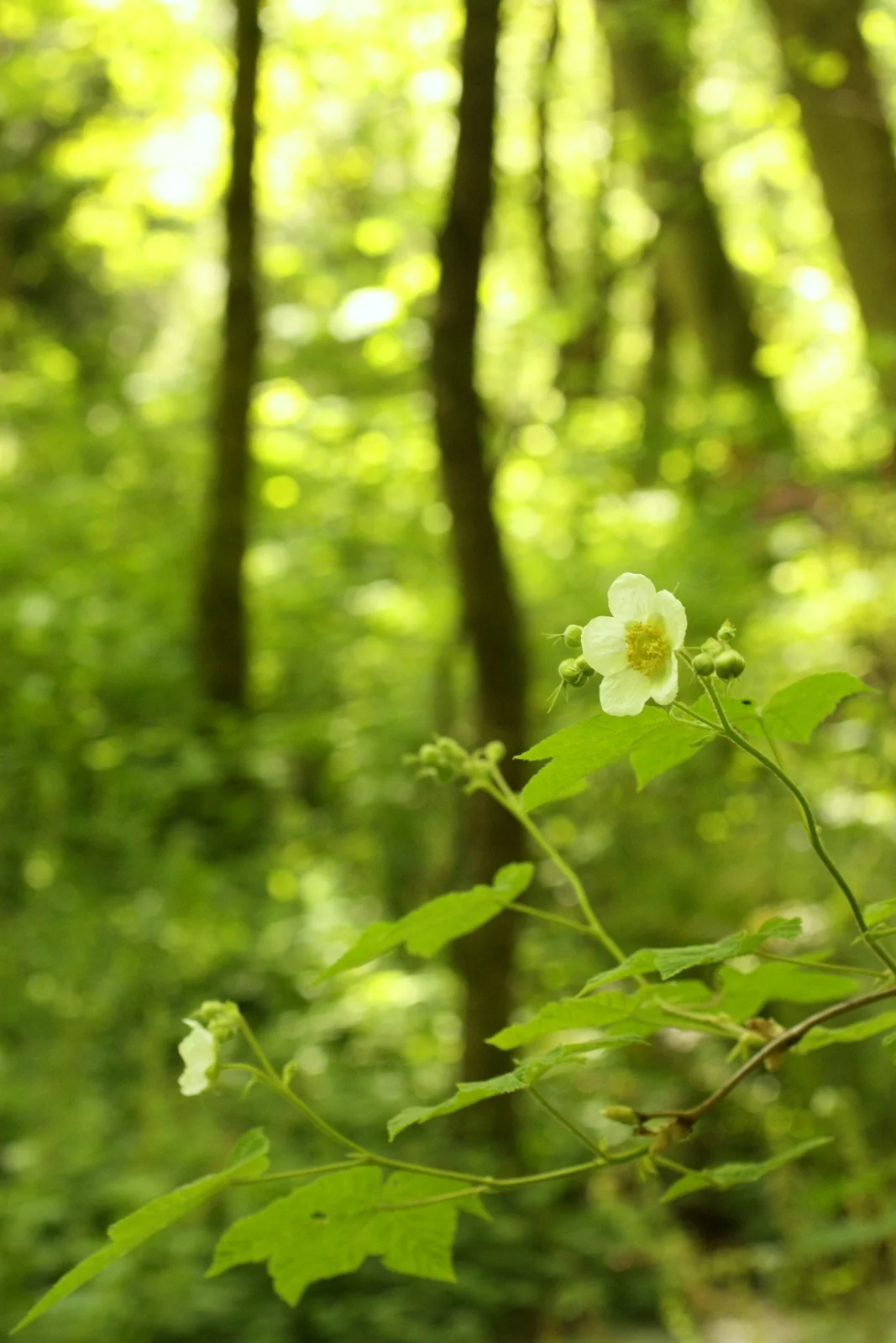 Carkeek Park