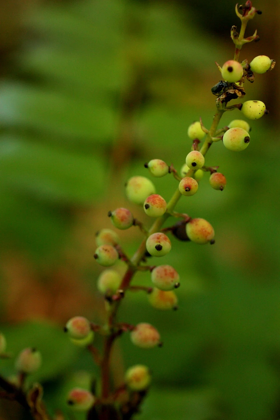  Dull Oregon-grape (Mahonia nervosa - Berberidaceae family). Fruits edible, leaves tasty and lemony when very young. Per Wikipedia: "The small purplish-black fruits, which are quite tart and contain large seeds, are included in smaller quantities in 