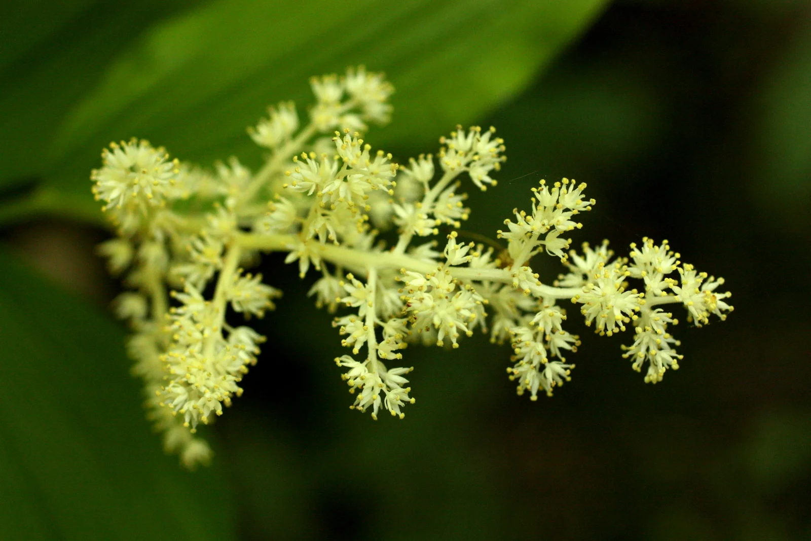  False Solomon's seal (Smilacina racemosa - Liliaceae family/Maianthemum racemosum - Asparagaceae). Roots used medicinally, berries edible but not palatable. 